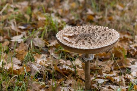 20251108-142713-TG 16 Gifhorn-1R6A0623